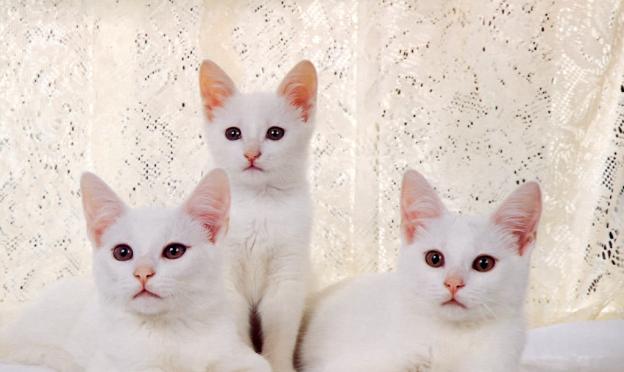 К чему снится белая кошка Если во сне снится кошка белая
